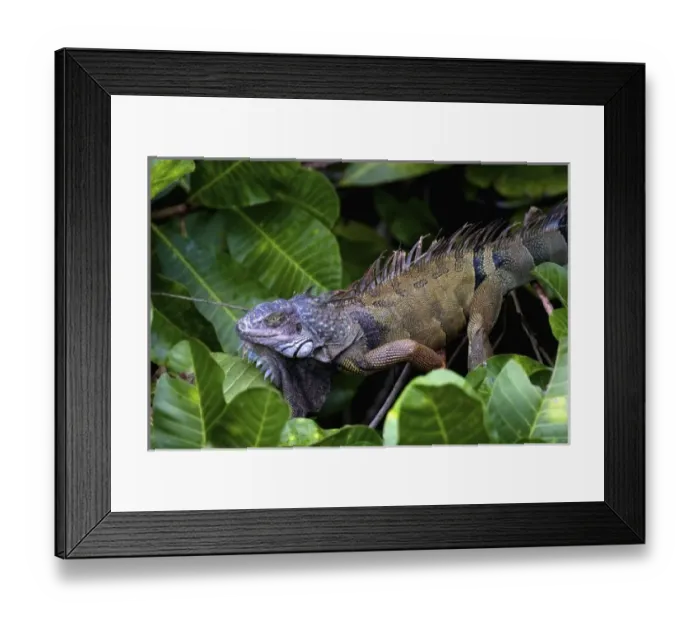 Framed Print : Panama, Panama City, Parque Metropolitano, Green Iguana (Iguana iguana) seen