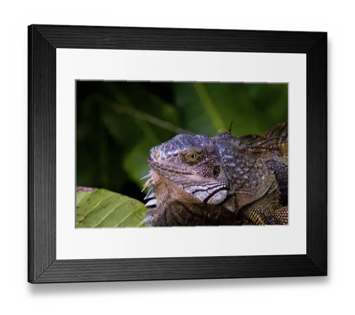 Framed Print : Panama, Panama City, Parque Metropolitano Framed Print : Panama, Panama City, Parque Metropolitano
