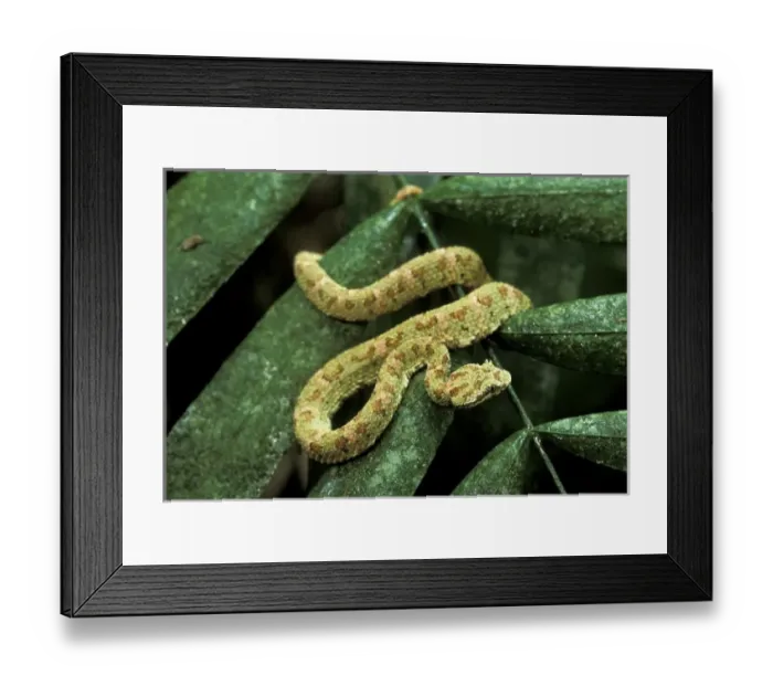 Framed Print : Central America, Panama Framed Print : Central America, Panama