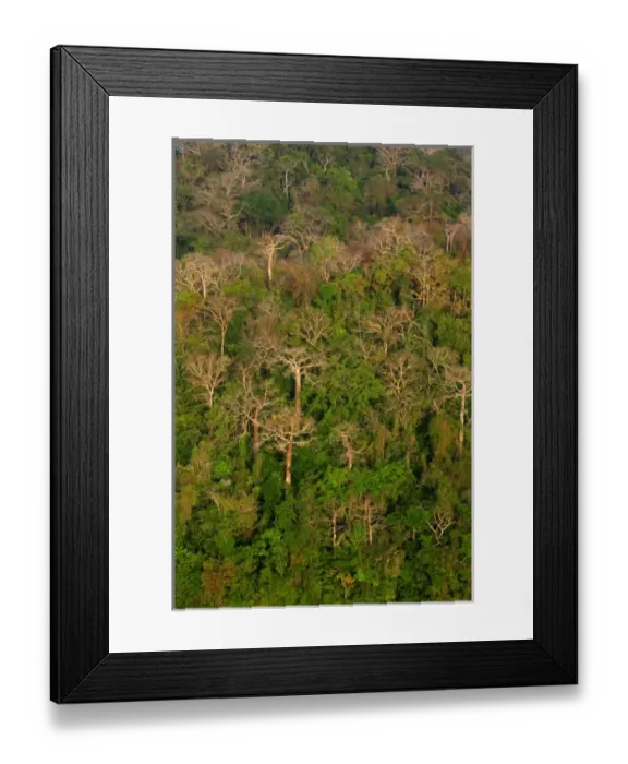 Framed Print : aerial view of tropical lowland forest in Soberania National Park, Panama, dry season Framed Print : aerial view of tropical lowland forest in Soberania National Park, Panama, dry season