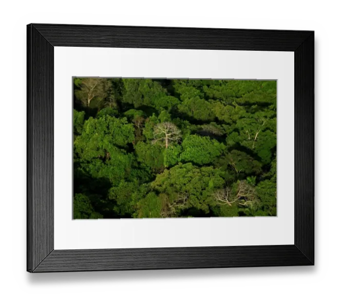 Framed Print : aerial view of tropical lowland forest in Soberania National Park, Panama Framed Print : aerial view of tropical lowland forest in Soberania National Park, Panama