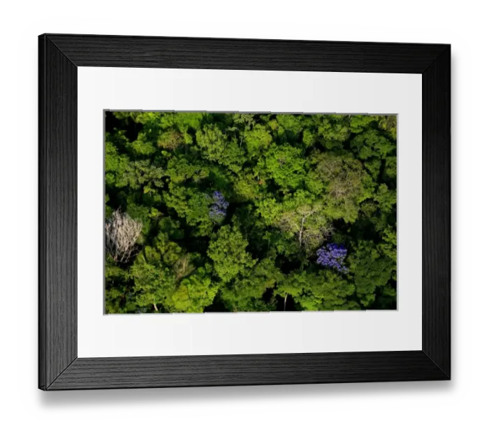 Framed Print : aerial view of tropical lowland forest in Soberania National Park, Panama, canopy