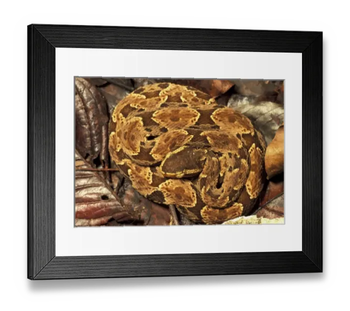 Framed Print : Panama, Soberania National Park. Fer de Lance (Bothrops asper) Framed Print : Panama, Soberania National Park. Fer de Lance (Bothrops asper)