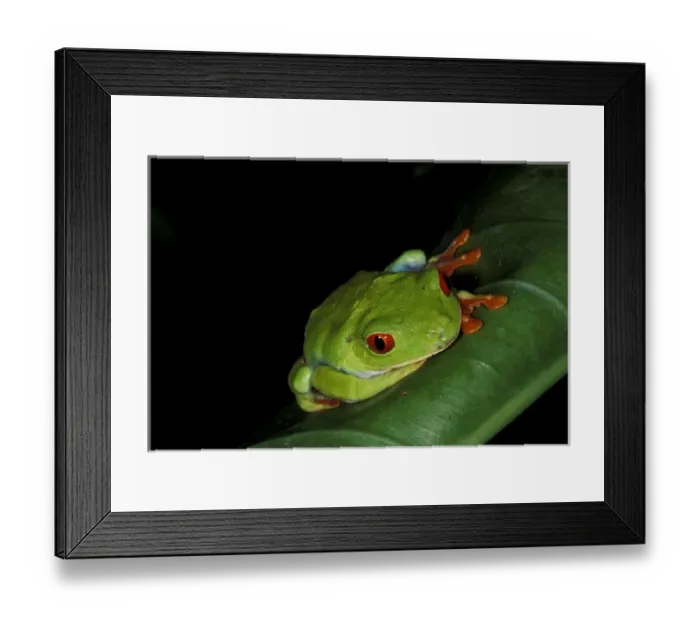 Framed Print : Central America, Panama, Barro Colorado Island. Red-eyed tree frog (Agalychnis callidryas) Framed Print : Central America, Panama, Barro Colorado Island. Red-eyed tree frog (Agalychnis callidryas)