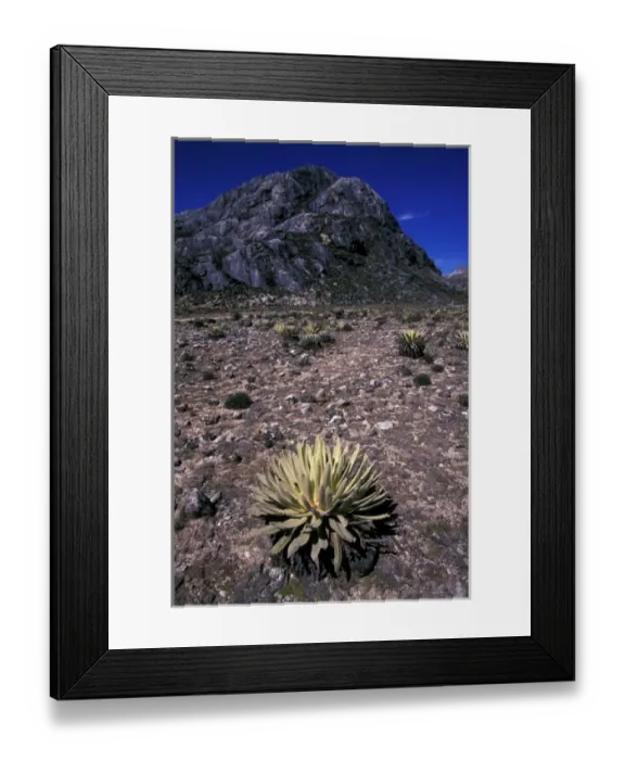 Framed Print : South America, Panama. Landscape and plant life