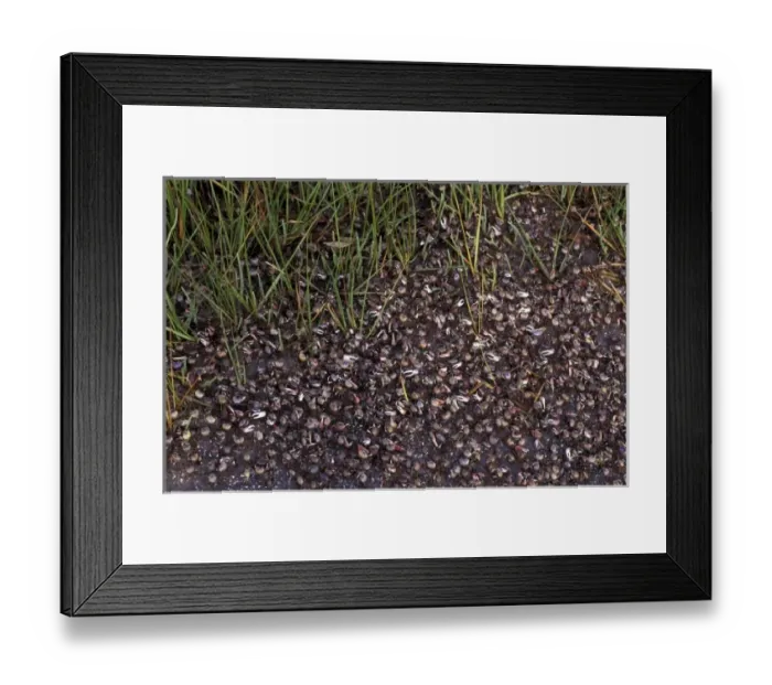 Framed Print : Central America, Panama, Boca del Torro. Crab Migration Framed Print : Central America, Panama, Boca del Torro. Crab Migration