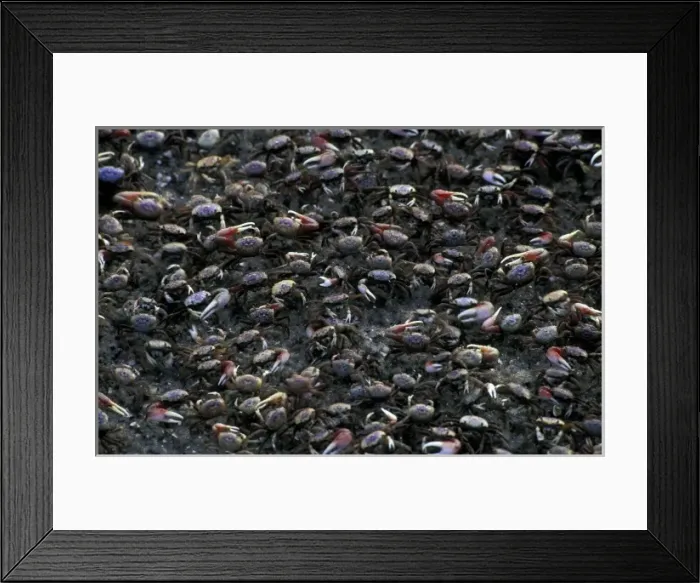 Framed Print : North America, Central America, Panama, Boca Del Torro. Crab migration Framed Print : North America, Central America, Panama, Boca Del Torro. Crab migration