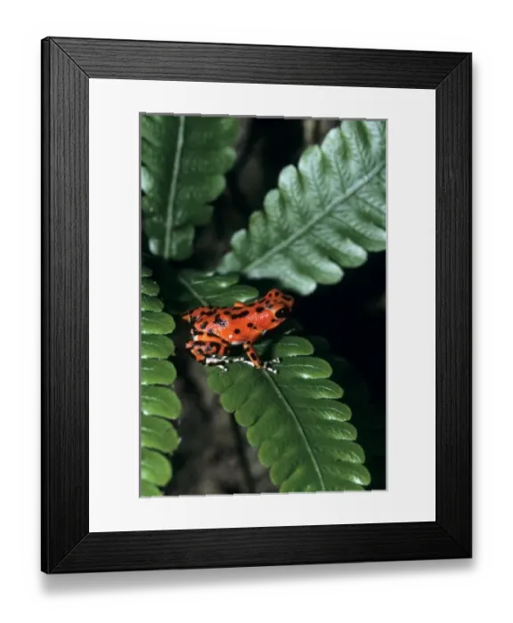 Framed Print : Red Dart frog Panama Framed Print : Red Dart frog Panama