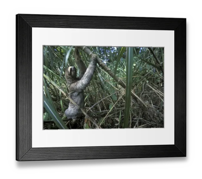 Framed Print : Panama, Colon Province, Three-toed sloth (Bradypus tridactylus) climbs through dense Framed Print : Panama, Colon Province, Three-toed sloth (Bradypus tridactylus) climbs through dense