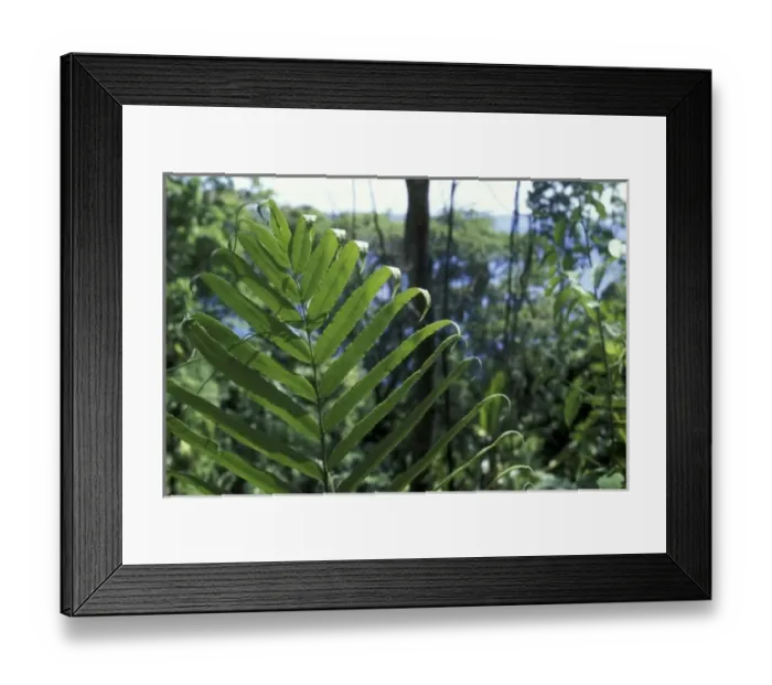 Framed Print : Panama, Colon Province, Lush rainforest jungles line shores of Gatun Lake along Panama Framed Print : Panama, Colon Province, Lush rainforest jungles line shores of Gatun Lake along Panama