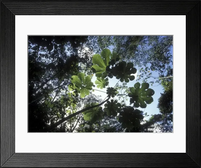 Framed Print : Panama, Soberania National Park, Afternoon sun lights rainforest canopy in jungles Framed Print : Panama, Soberania National Park, Afternoon sun lights rainforest canopy in jungles