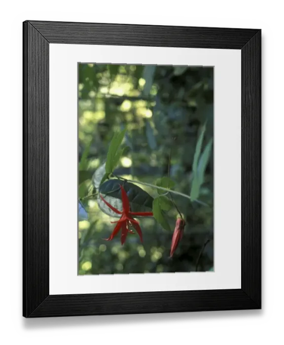 Framed Print : Central America, Panama Framed Print : Central America, Panama