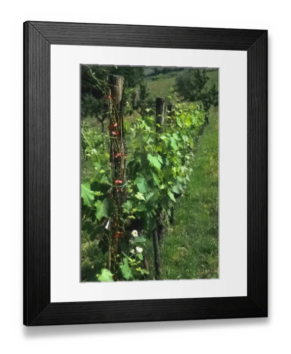 Framed Print : Beautiful vineyards of romantic Tuscany Italy in Chianti District Framed Print : Beautiful vineyards of romantic Tuscany Italy in Chianti District