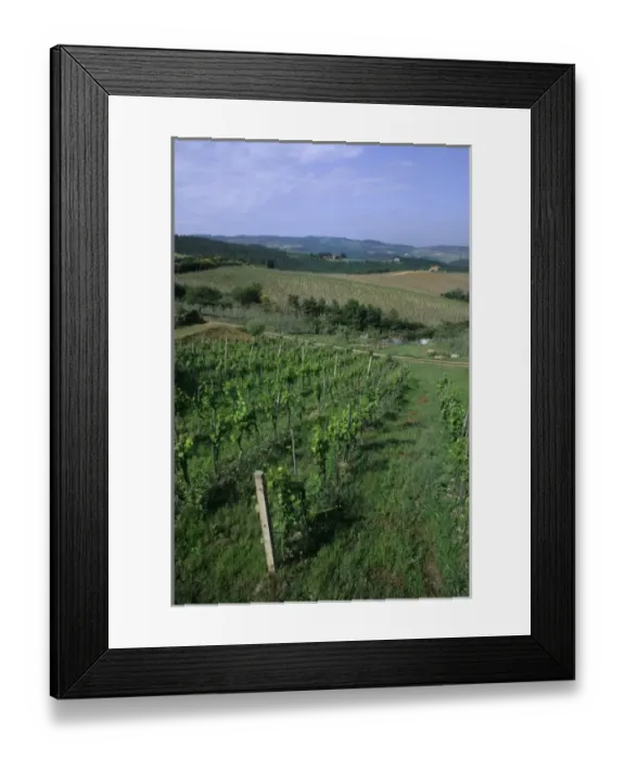 Framed Print : Vineyards grow around the wineries of the Tuscany, Chianti District, Italy Framed Print : Vineyards grow around the wineries of the Tuscany, Chianti District, Italy