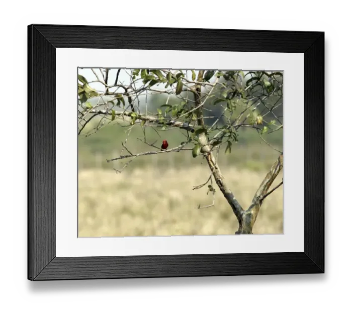 Framed Print : South America, Paraguay Framed Print : South America, Paraguay