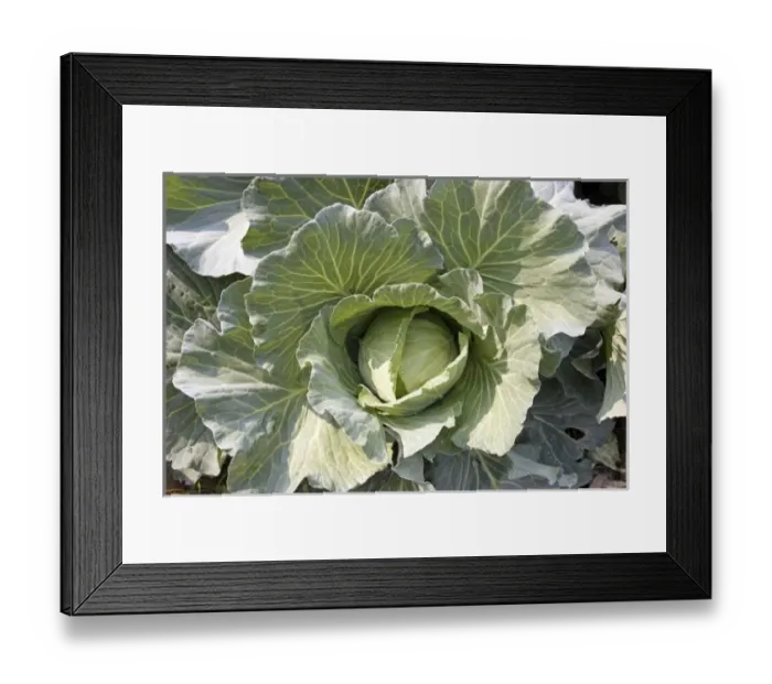 Framed Print : South America, Paraguay