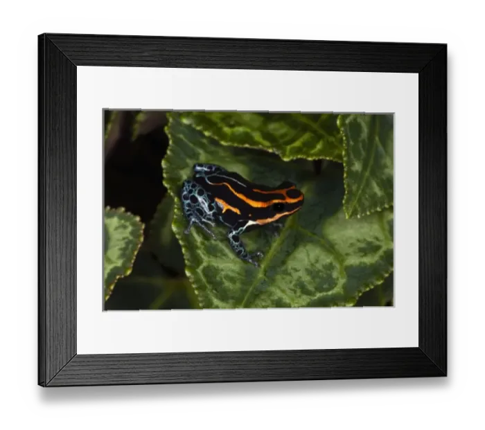 Framed Print : South America, Peru