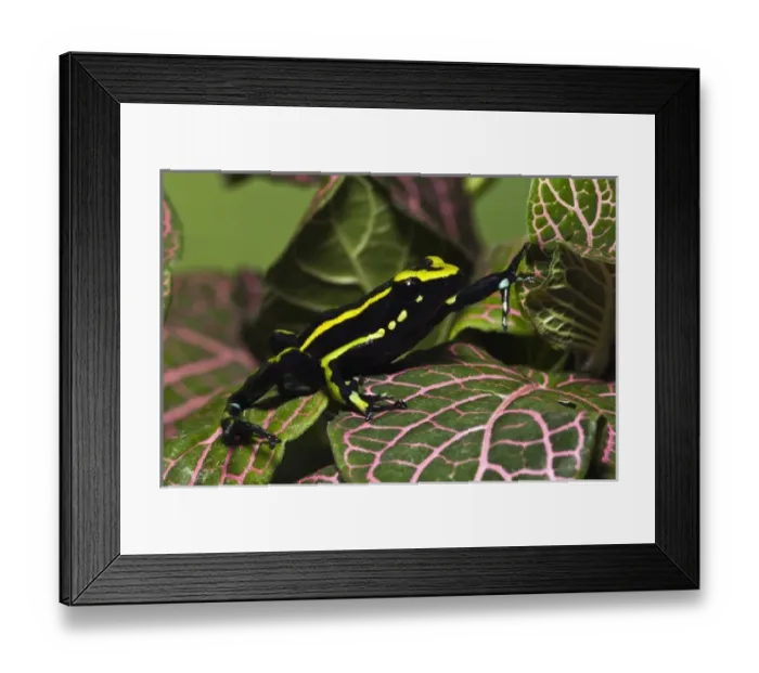 Framed Print : Three Stripe Dart Frog, Ameerega (formerly Epipedobates) trivittatus, Amazon basin
