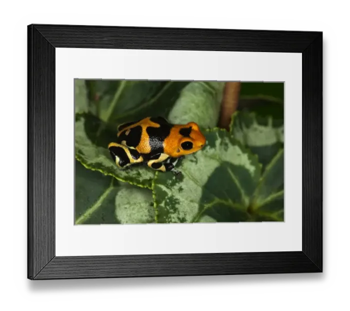 Framed Print : South America, Peru Framed Print : South America, Peru