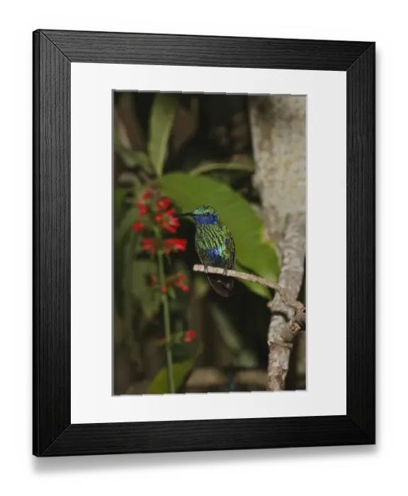 Framed Print : South America, Peru Framed Print : South America, Peru
