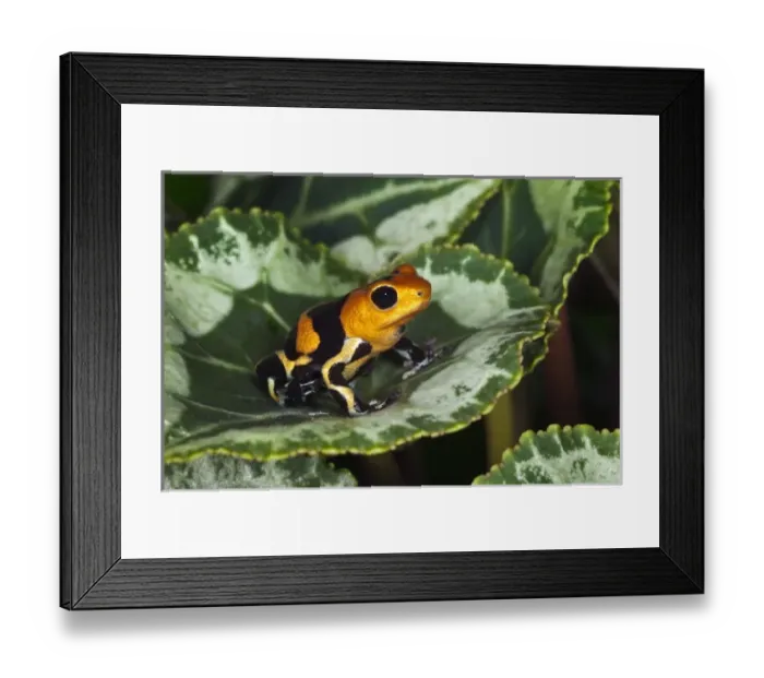 Framed Print : South America, Peru Framed Print : South America, Peru