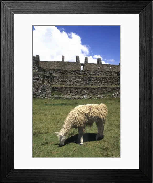 Framed Print : Life in Peru with llama at Machu Picchu ruins in the mountains at very high elevation