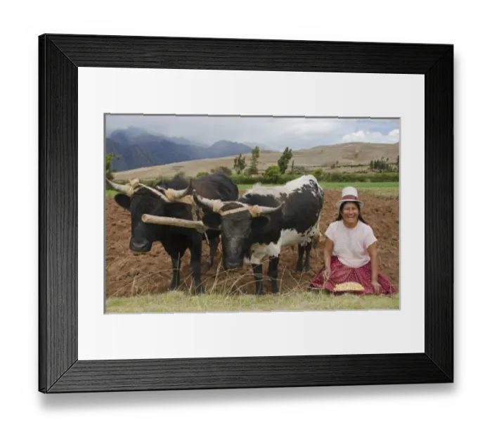 Framed Print : Farming images of traditional woman with corn wotking with oxen on farm in small Framed Print : Farming images of traditional woman with corn wotking with oxen on farm in small