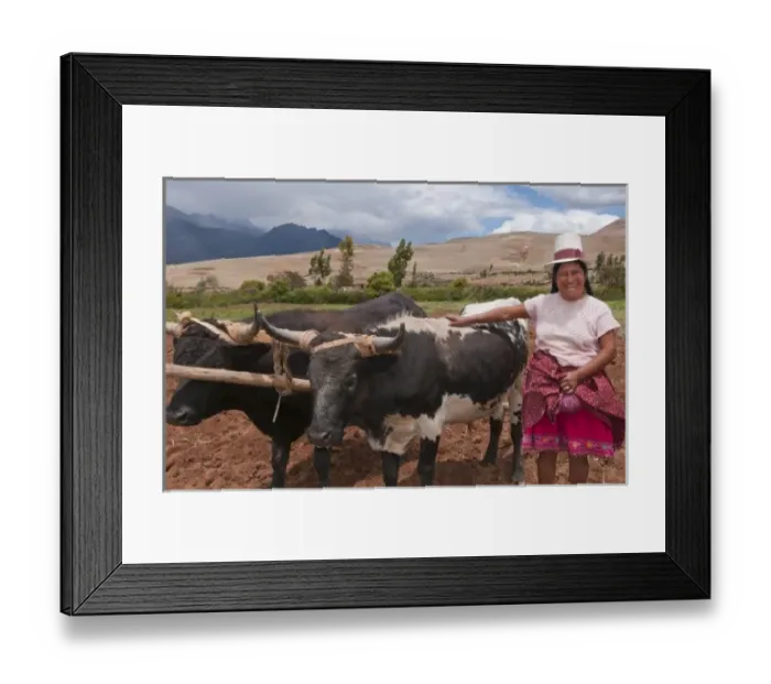 Framed Print : Wonderful farming woman on farm with oxen and traditional dress and smiling happy Framed Print : Wonderful farming woman on farm with oxen and traditional dress and smiling happy