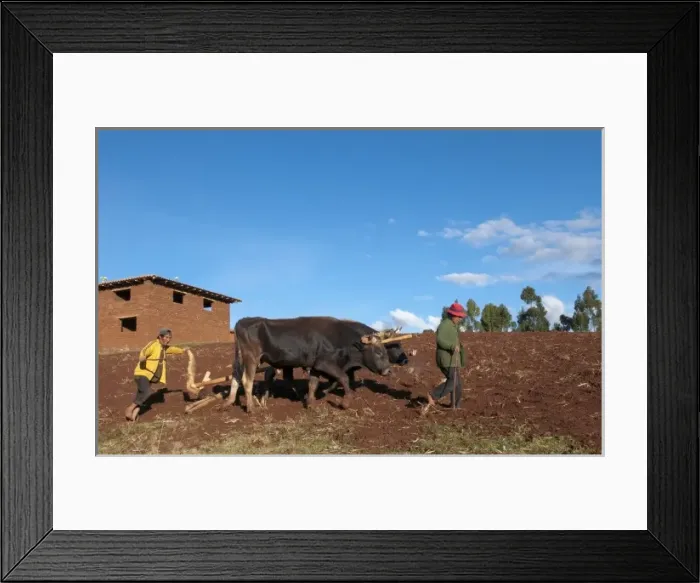 Framed Print : Small farm family working in fields of Sacred Valley town of Urubamba Peru Framed Print : Small farm family working in fields of Sacred Valley town of Urubamba Peru