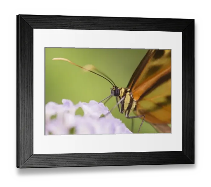 Framed Print : South America, Peru Framed Print : South America, Peru