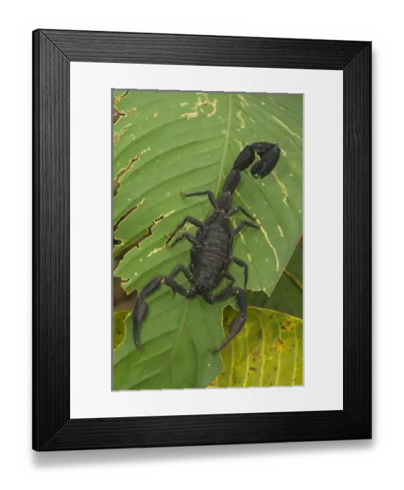 Framed Print : Peru, Amazon River Basin, Madre de Dios province, Close-up of black scorpion on leaf Framed Print : Peru, Amazon River Basin, Madre de Dios province, Close-up of black scorpion on leaf