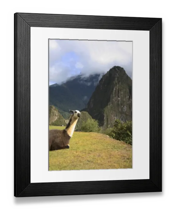 Framed Print : Peru, Machu Picchu. Llama resting in the ruins Framed Print : Peru, Machu Picchu. Llama resting in the ruins