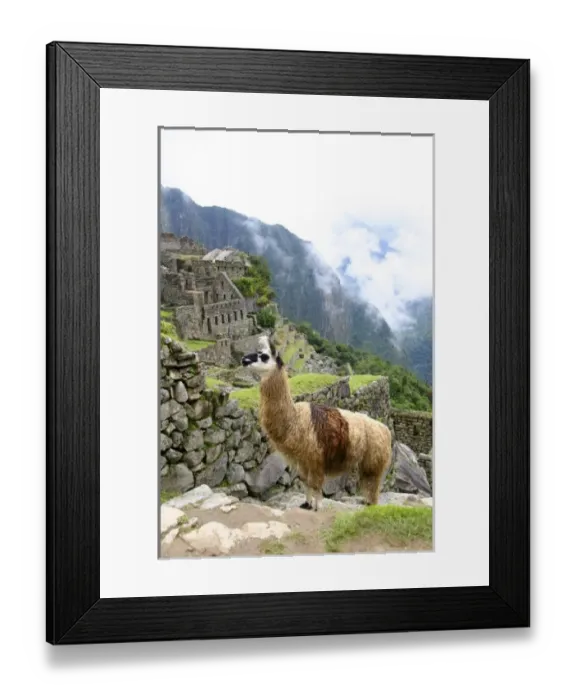 Framed Print : Peru. Llama wandering amongst the citadel of Machu Picchu