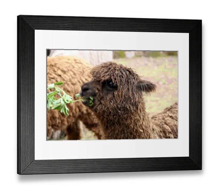 Framed Print : South America, Peru Framed Print : South America, Peru