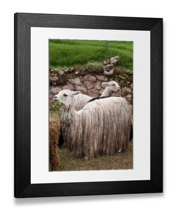 Framed Print : Americas, Peru. Suri Alpaca, valued for their wool for weaving textiles, at Awana