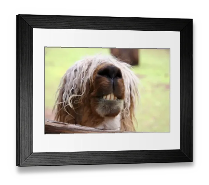 Framed Print : Americas, Peru. Suri Alpaca, valued for their wool for weaving textiles, at Awana Framed Print : Americas, Peru. Suri Alpaca, valued for their wool for weaving textiles, at Awana
