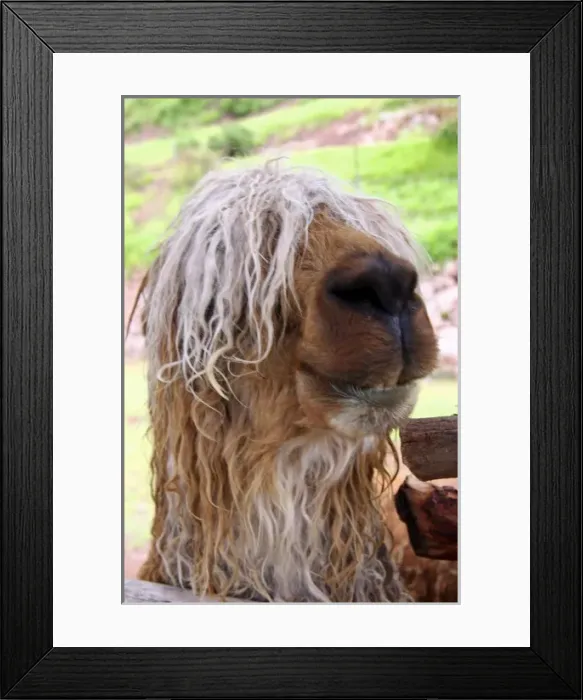 Framed Print : Americas, Peru. Suri Alpaca, valued for their wool for weaving textiles, at Awana Framed Print : Americas, Peru. Suri Alpaca, valued for their wool for weaving textiles, at Awana