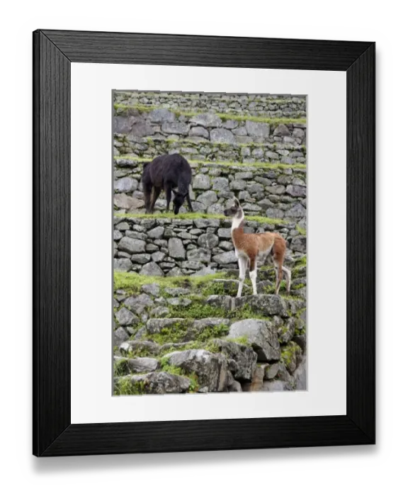 Framed Print : South America, Peru Framed Print : South America, Peru