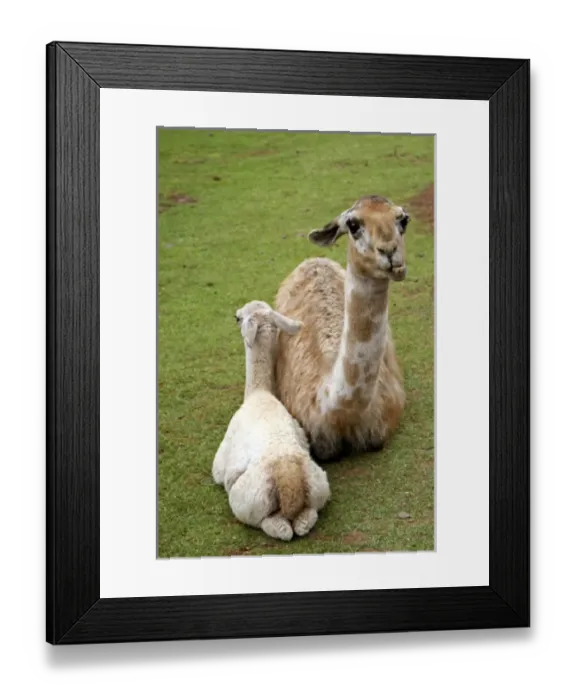Framed Print : South America, Peru