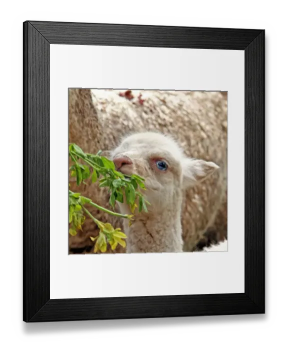 Framed Print : South America, Peru Framed Print : South America, Peru