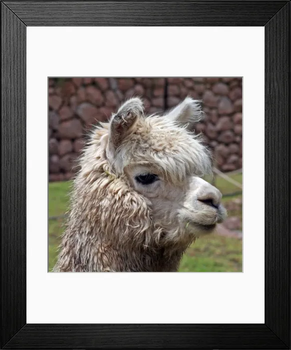 Framed Print : Americas, Peru. Alpaca, bred for their fibrous hair used in weaving textiles Framed Print : Americas, Peru. Alpaca, bred for their fibrous hair used in weaving textiles