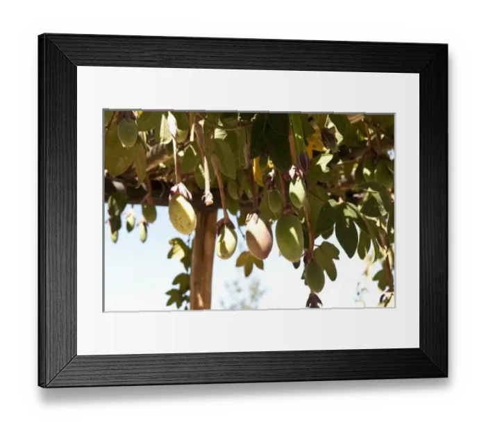 Framed Print : Peru, Lake Titicaca. Suasi Island Lodge