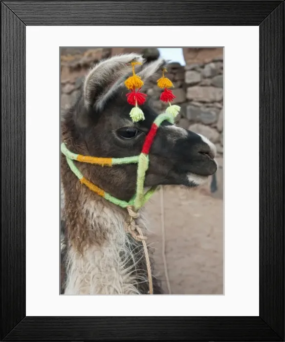 Framed Print : Peru, Atuncolla. Llama with traditional head decorations Framed Print : Peru, Atuncolla. Llama with traditional head decorations