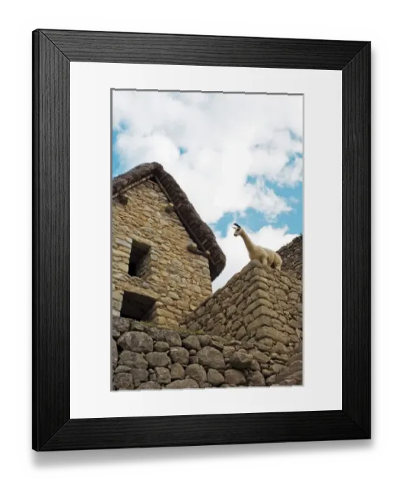Framed Print : Machu Picchu, Peru, A Llama takes in the view of the ancient Lost City of the Inca Framed Print : Machu Picchu, Peru, A Llama takes in the view of the ancient Lost City of the Inca