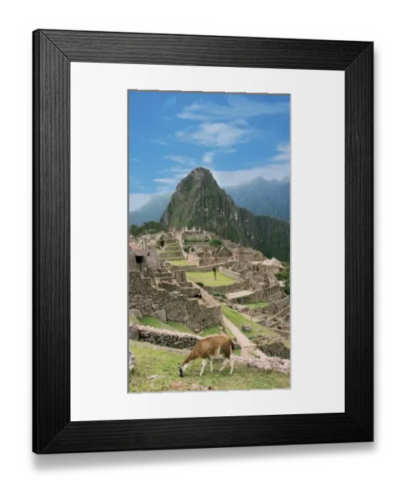 Framed Print : Peru, Machu Picchu, Llama grazes along the ancient lost city of the Inca Framed Print : Peru, Machu Picchu, Llama grazes along the ancient lost city of the Inca