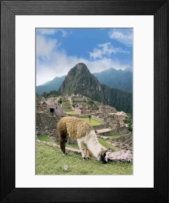 Framed Print : Peru, Machu Picchu, Llama grazes along the ancient lost city of the Inca Framed Print : Peru, Machu Picchu, Llama grazes along the ancient lost city of the Inca
