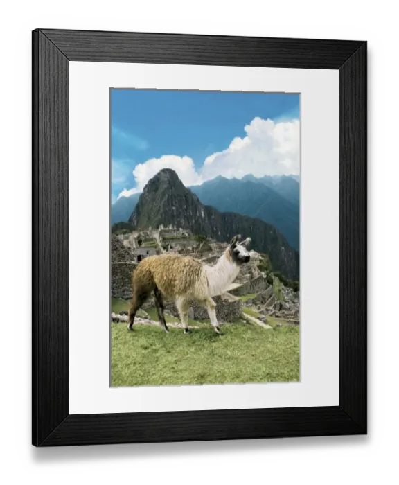 Framed Print : Peru, Machu Picchu, Llama overlooks the ancient lost city of the Inca