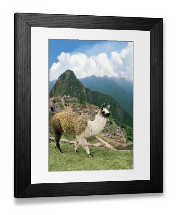 Framed Print : Unknown. Peru, Machu Picchu, Llama overlooks the ancient lost city of the Inca