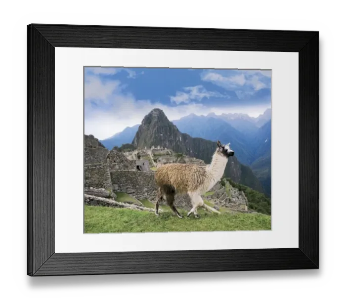 Framed Print : Peru, Machu Picchu, Llama overlooks the ancient lost city of the Inca