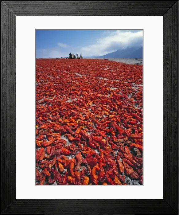 Framed Print : South America, Peru, Ancash Region. During the chili harvest a gorgeous carpet of crimson Framed Print : South America, Peru, Ancash Region. During the chili harvest a gorgeous carpet of crimson